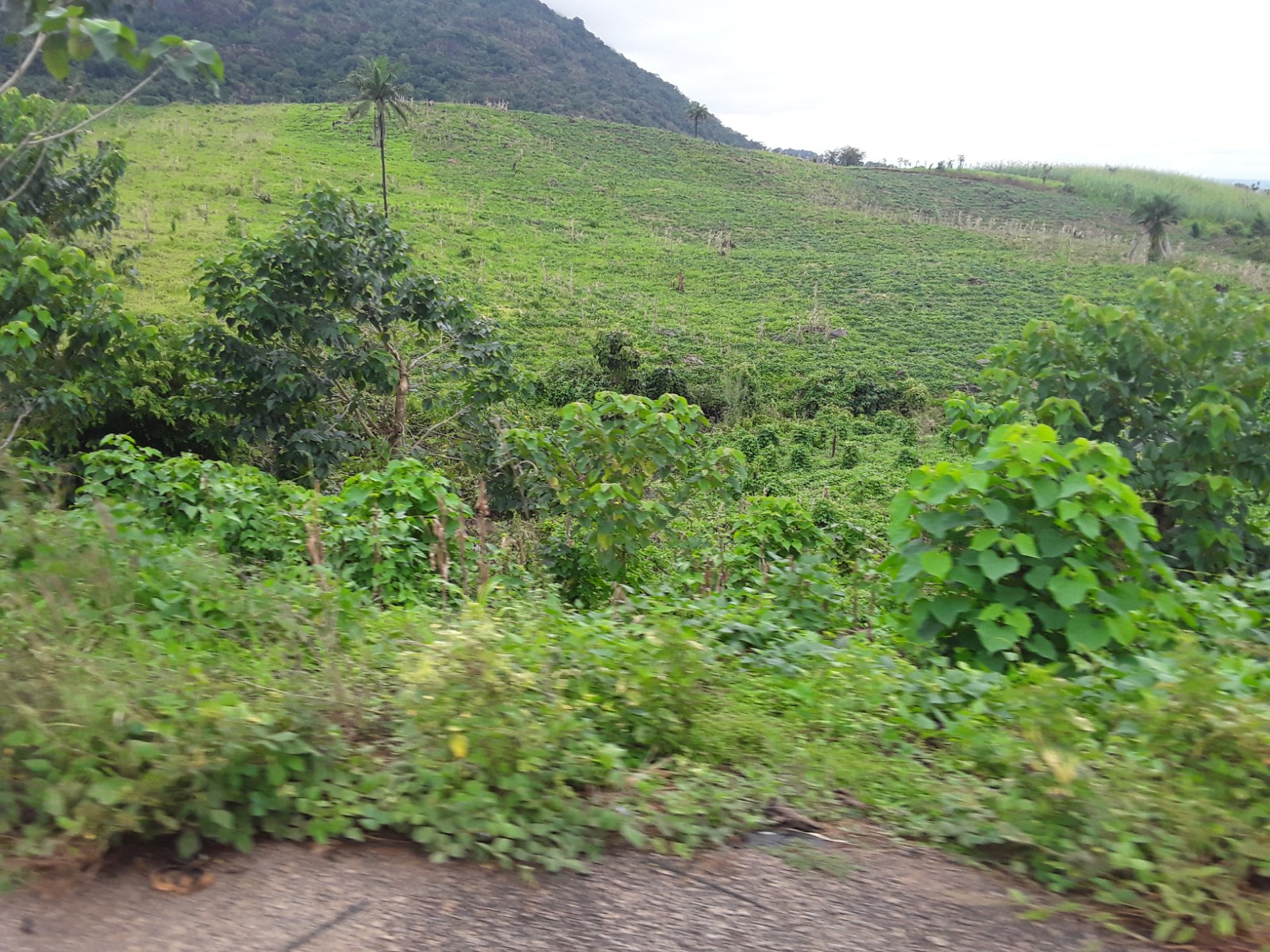 Wildlife Conservation